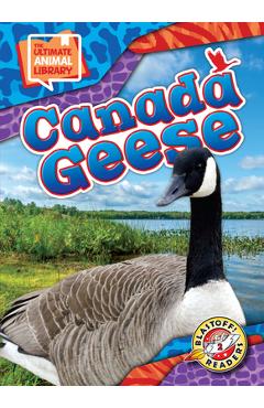 Coperta cărții 'Canada Geese - Janie Scheffer'