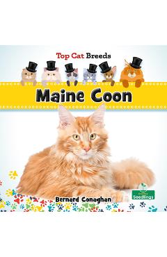 Poza produsului Maine Coon - Bernard Conaghan
