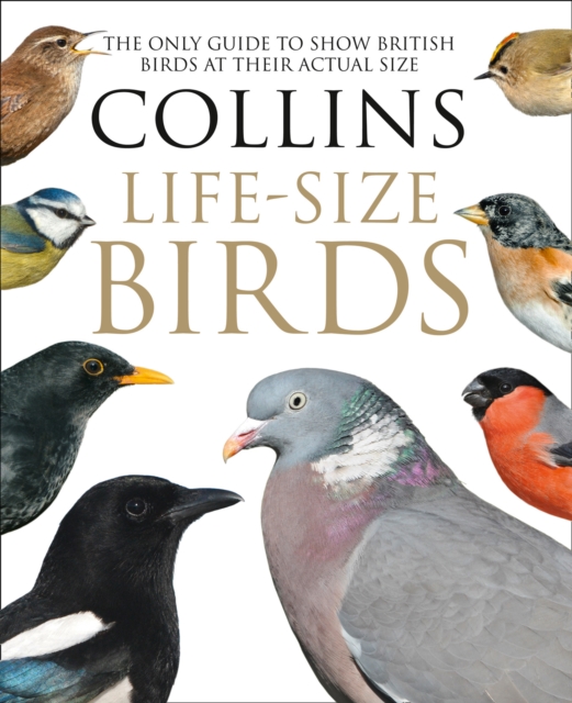 Collins Life-Size Birds - Paul|read Sterry