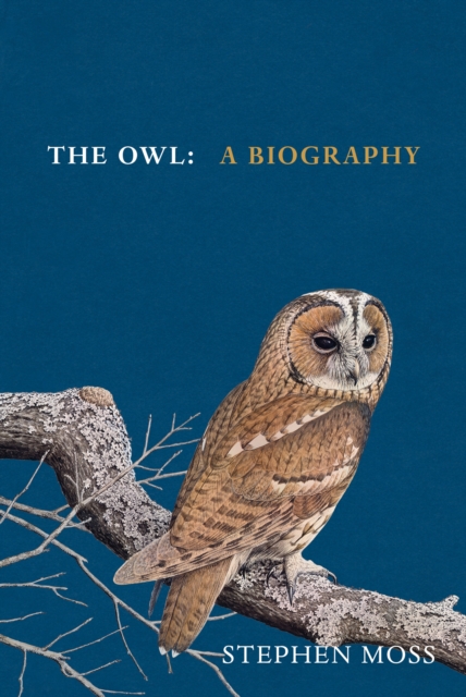 Owl - Stephen Moss