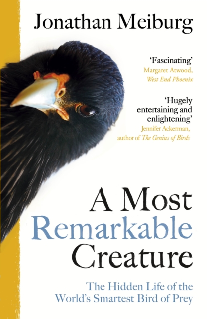 Most Remarkable Creature - Jonathan Meiburg