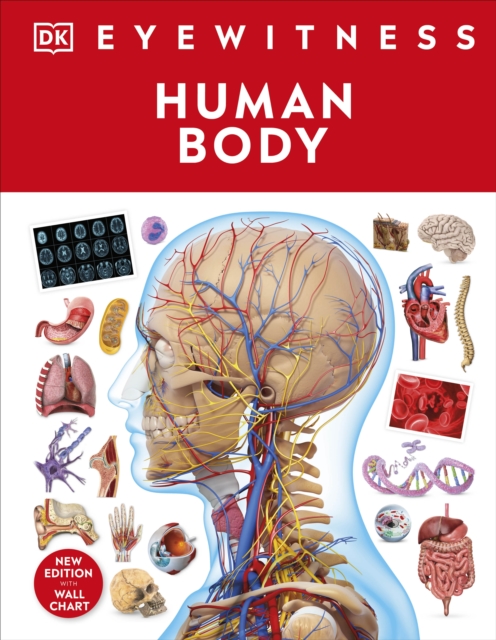 Human Body - 