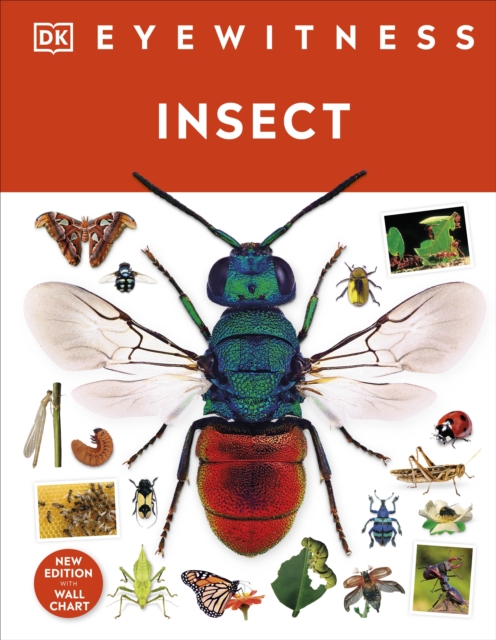 Insect - 