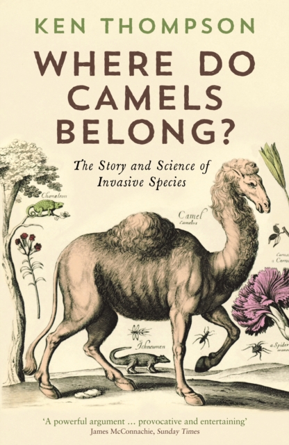 Where Do Camels Belong? - Ken Thompson