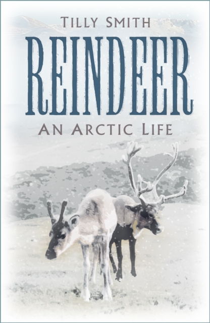 Reindeer - Tilly Smith