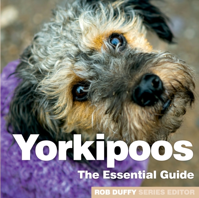 Yorkipoos - 