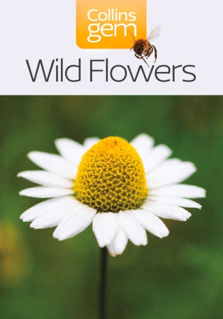 Wild Flowers - 