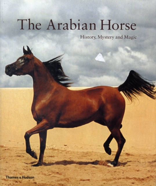 Arabian Horse - 