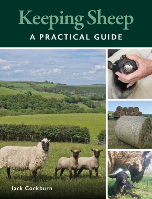 Keeping Sheep - Jack Cockburn