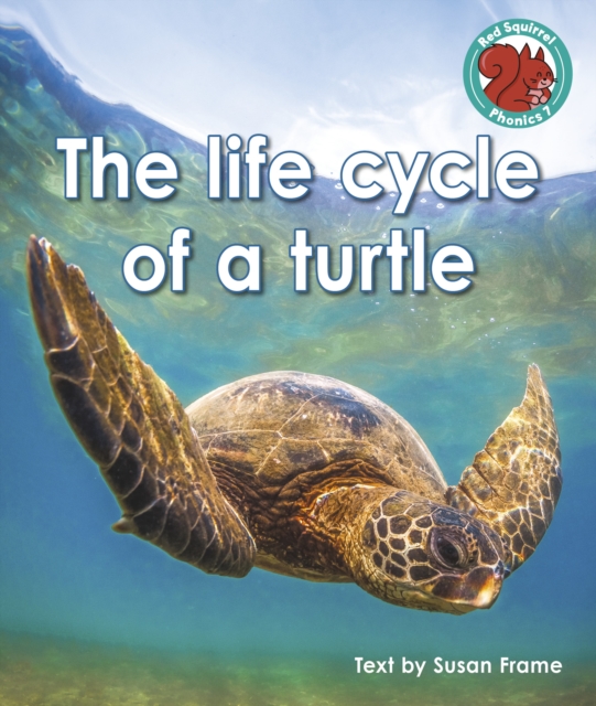 life cycle of a turtle - Susan Frame