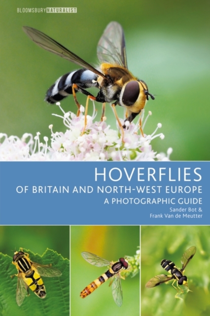 Hoverflies of Britain and North-west Europe - Sander|meutter Bot
