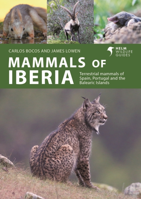 Mammals of Iberia - Carlos|lowen Bocos Gonzalez