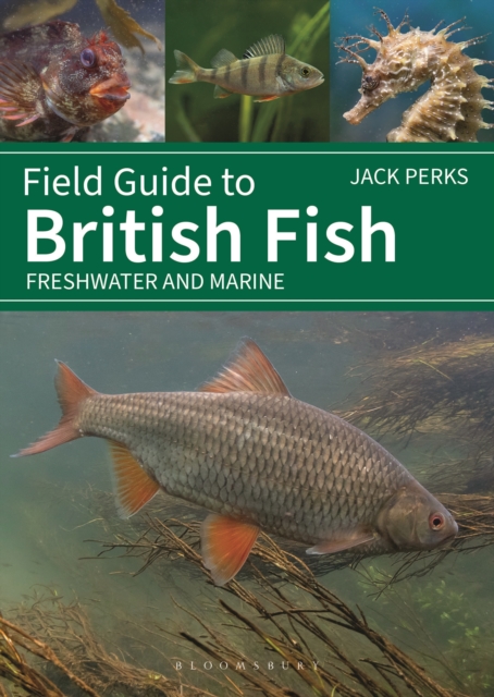 Field Guide to British Fish - Jack Perks