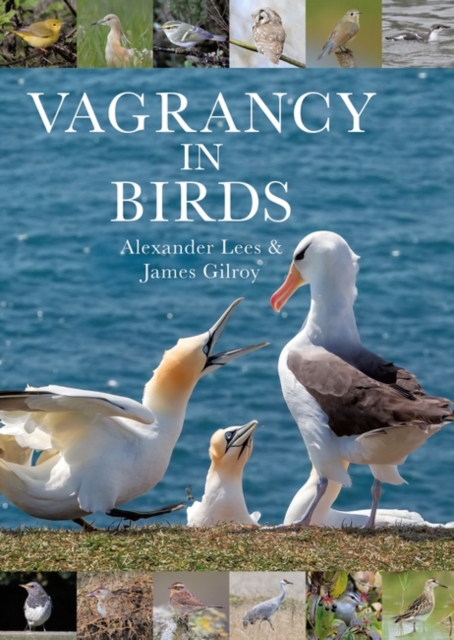 Vagrancy in Birds - Dr Alexander|gilroy Lees