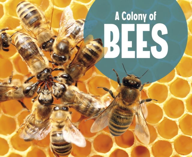 Colony of Bees - Lucia Raatma