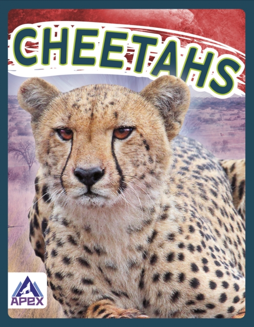 Cheetahs - Sophie Geister-jones