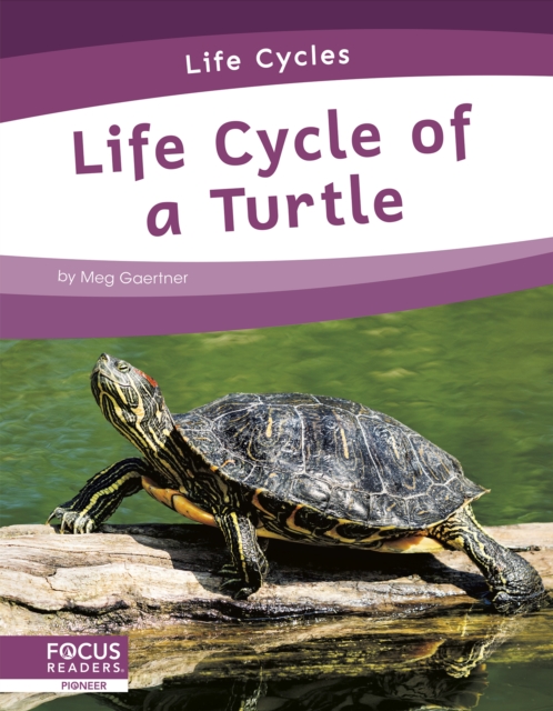 Life Cycle of a Turtle - Meg Gaertner