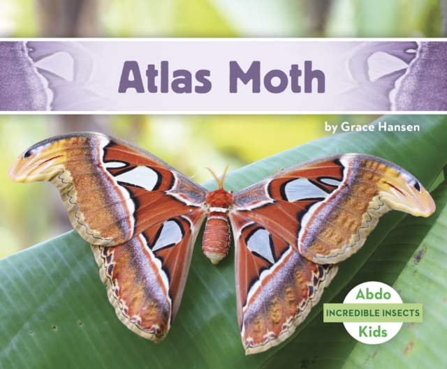 Atlas Moth - Grace Hansen