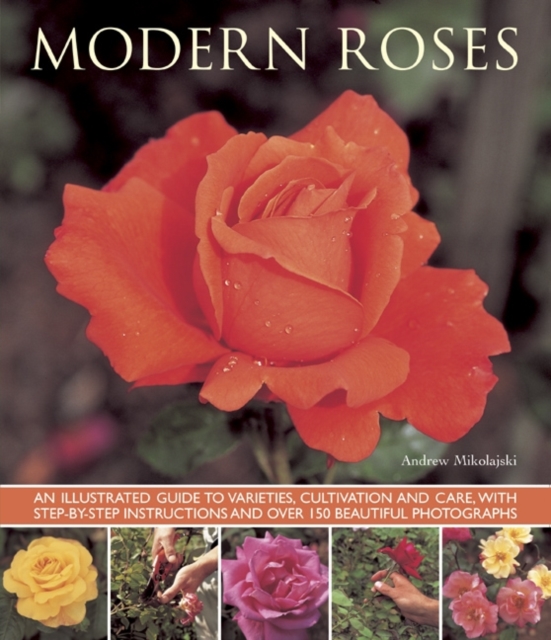 Modern Roses - Andrew Mikolajski