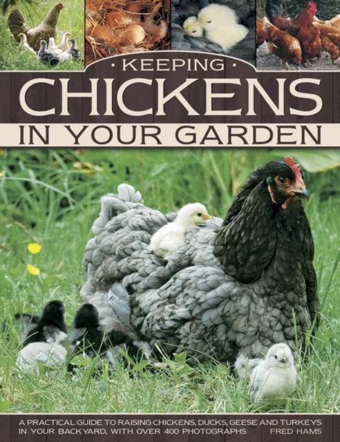 Keeping Chickens in Your Garden - 