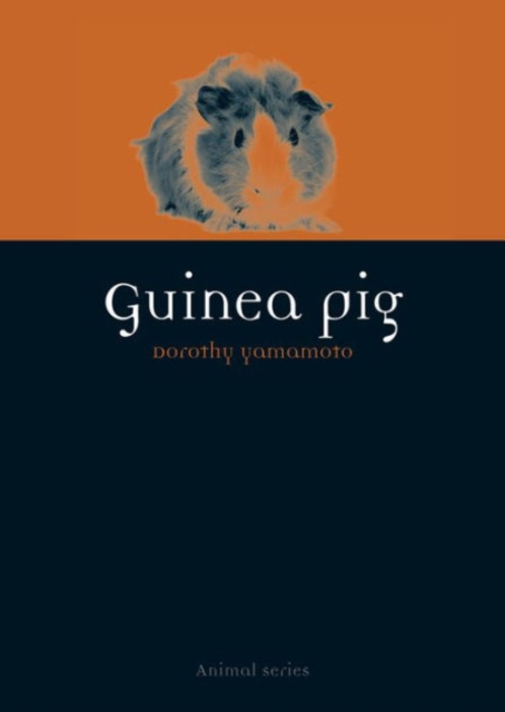 Guinea Pig - Dorothy Yamamoto