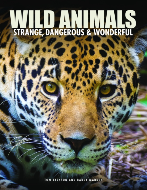 Wild Animals - Tom|madden Jackson