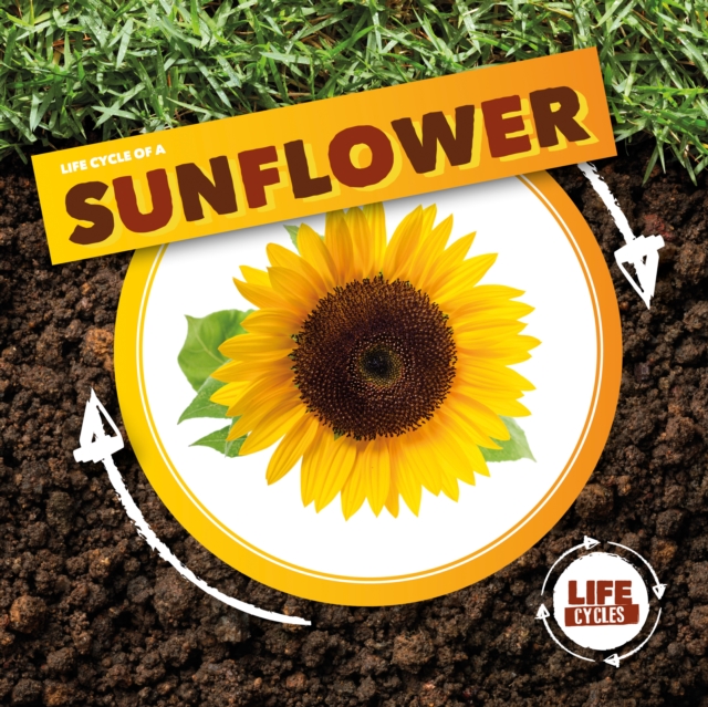 Life Cycle of a Sunflower - Kirsty Holmes