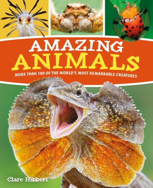 Amazing Animals - Claire Hibbert
