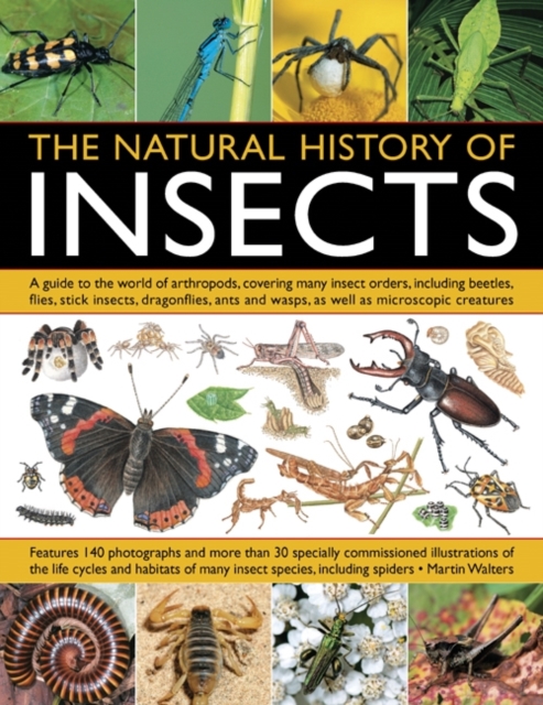 Natural History of Insects - Martin Walters