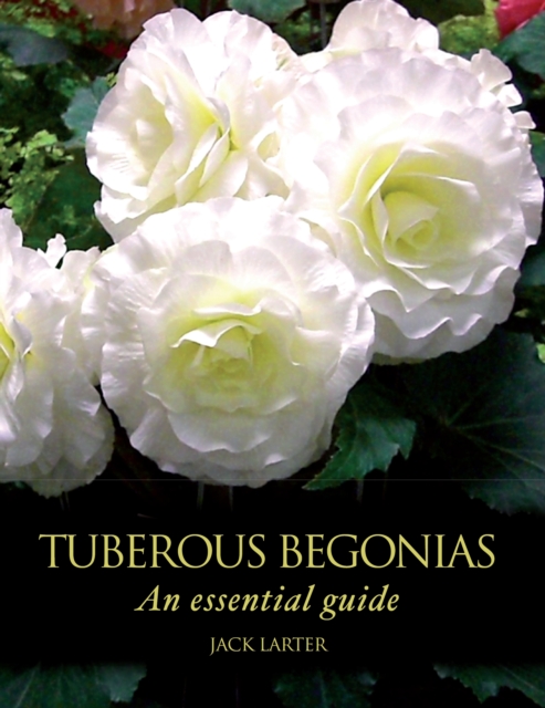 Tuberous Begonias - Jack Larter