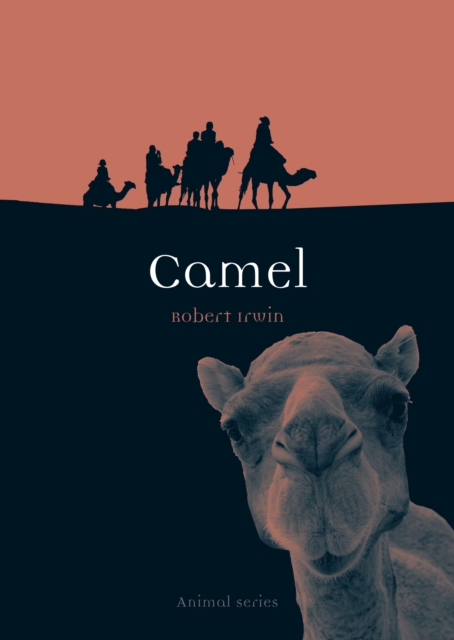 Camel - Robert Irwin