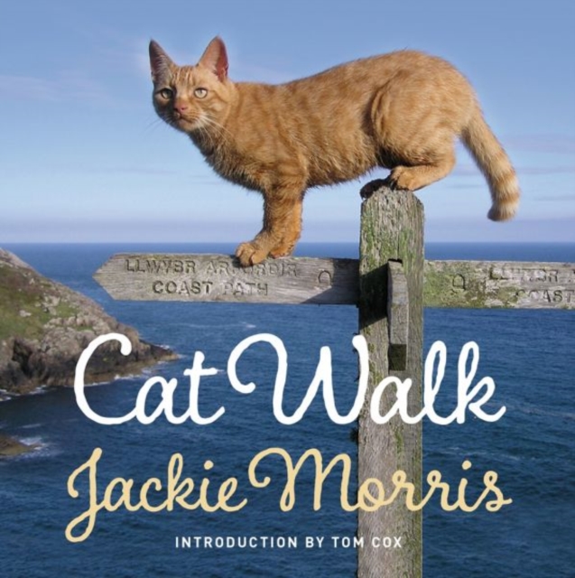 Cat Walk - Jackie Morris