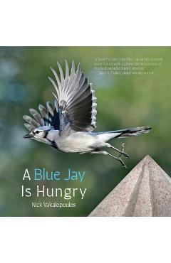 Poza produsului A Blue Jay is Hungry - Nick Vakalopoulos