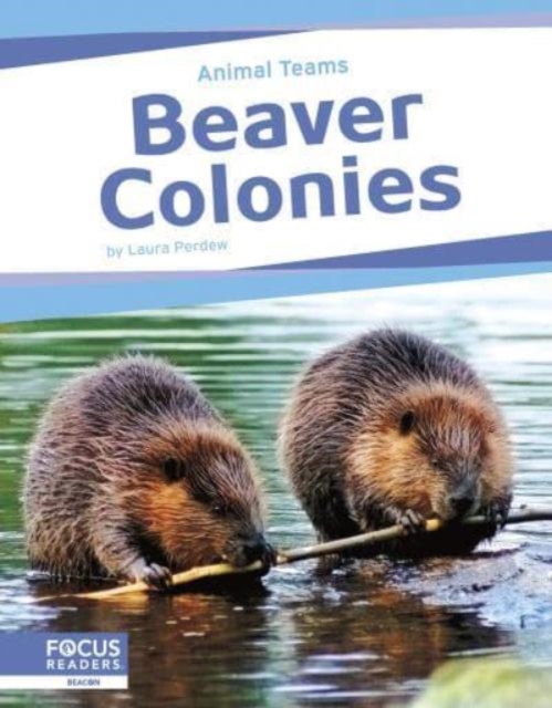 Beaver Colonies - Laura Perdew