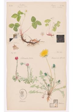 Hilma af Klint -