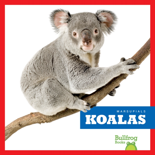 Koalas - Natalie Deniston