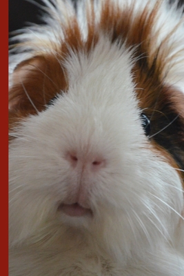 Guinea Pig Says Write - 