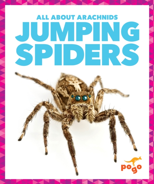 Jumping Spiders - Becca Becker