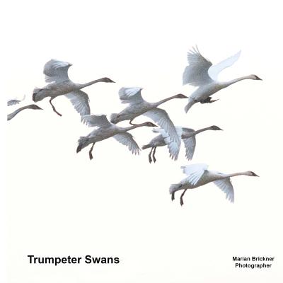Trumpeter Swans - Marian Brickner