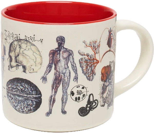 Cana. Vascular Anatomy