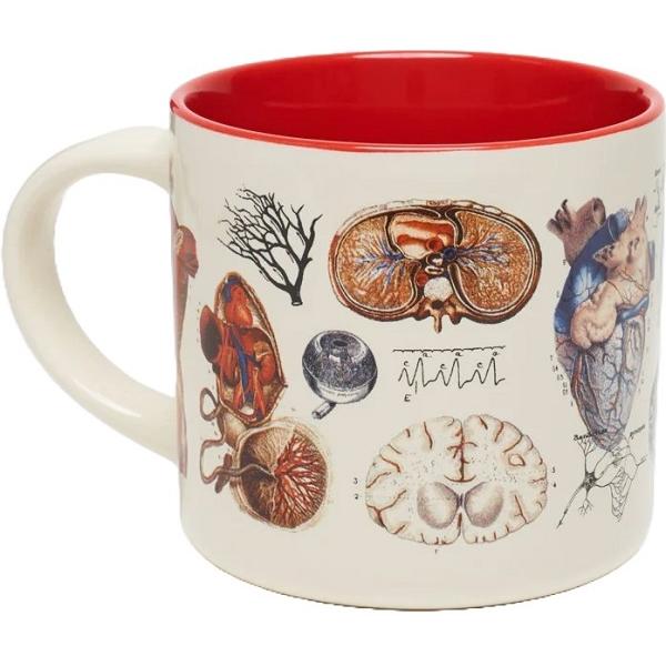 Cana. Vascular Anatomy