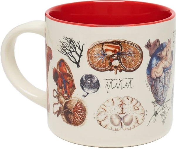 Cana. Vascular Anatomy