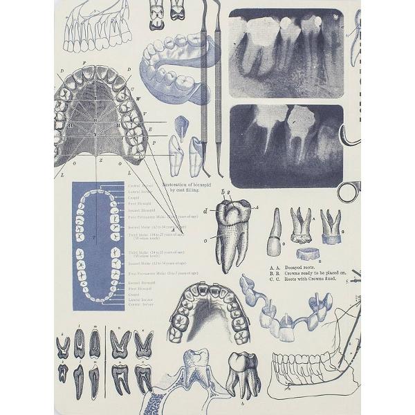 Caiet. Dentistry