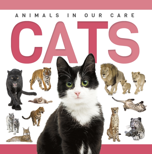 Cats - Rebecca Phillips-bartlett