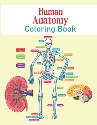 Human Anatomy Coloring Book: The Human Body For Kids and Adult Gift For Your children - Bones, Muscles, Blood, Nerves, and More for Adults, College - Doreen Jordan Publisher