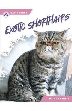 Poza produsului Exotic Shorthairs - Abby Doty