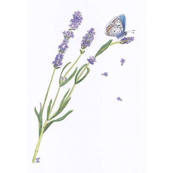 Felicitare: Lavanda