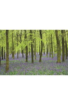 Memo Block - Bluebells -