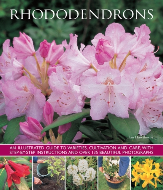 Rhododendrons - 