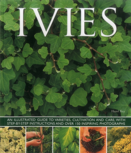 Ivies - 